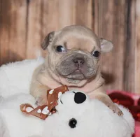 Orchid, a male French Bulldog for sale in Fredericksburg, OH – Photo 1 of 4