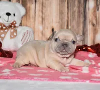 Orchid, a male French Bulldog for sale in Fredericksburg, OH – Photo 2 of 4
