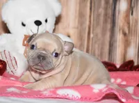 Orchid, a male French Bulldog for sale in Fredericksburg, OH – Photo 3 of 4