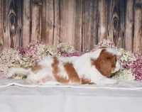 Jazzy, a female Cavalier King Charles Spaniel for sale in Fredericksburg, OH – 4 of 4