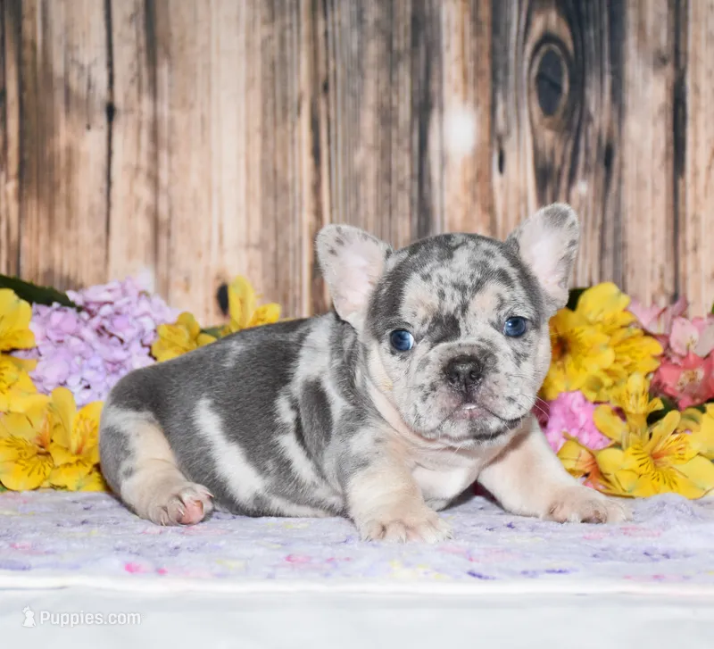 Flash – French Bulldog puppy for sale in Fredericksburg, OH