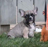 Fudge, a male French Bulldog for sale in Fredericksburg, OH – 2 of 4