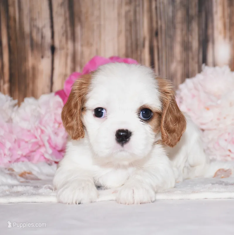 Daffi – Cavalier King Charles Spaniel puppy for sale in Fredericksburg, OH