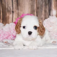Daffi, a female Cavalier King Charles Spaniel for sale in Fredericksburg, OH – 1 of 4