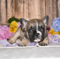 Fudge, a male French Bulldog for sale in Fredericksburg, OH – 4 of 4