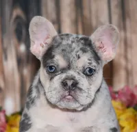 Tenson, a male French Bulldog for sale in Fredericksburg, OH – 3 of 6
