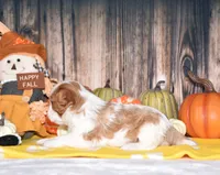 Colby, a male Cavalier King Charles Spaniel for sale in Fredericksburg, OH – 4 of 4