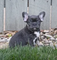 Ford, a male French Bulldog for sale in Fredericksburg, OH – 4 of 4