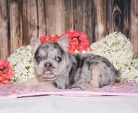 Tenson, a male French Bulldog for sale in Fredericksburg, OH – 3 of 4