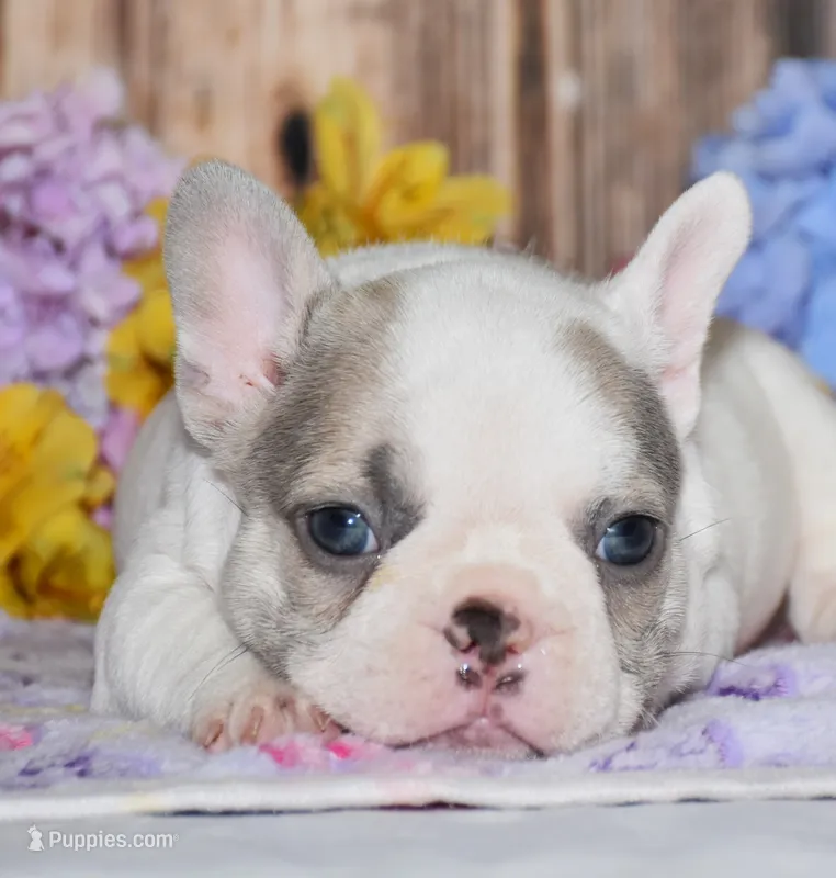 Ferris – French Bulldog puppy for sale in Fredericksburg, OH