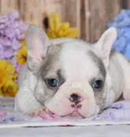 Ferris, a female French Bulldog for sale in Fredericksburg, OH – 1 of 4