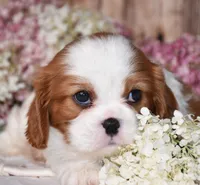 Jazzy, a female Cavalier King Charles Spaniel for sale in Fredericksburg, OH – 2 of 4
