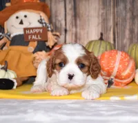 Cassie, a female Cavalier King Charles Spaniel for sale in Fredericksburg, OH – 3 of 4
