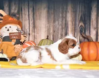 Cassie, a female Cavalier King Charles Spaniel for sale in Fredericksburg, OH – 4 of 4