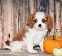 Churro, a male Cavalier King Charles Spaniel for sale in Fredericksburg, OH – 3 of 4