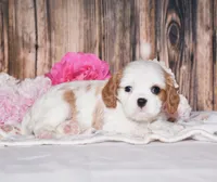 Daffi, a female Cavalier King Charles Spaniel for sale in Fredericksburg, OH – 3 of 4