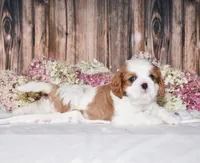 Odie, a male Cavalier King Charles Spaniel for sale in Fredericksburg, OH – 4 of 4