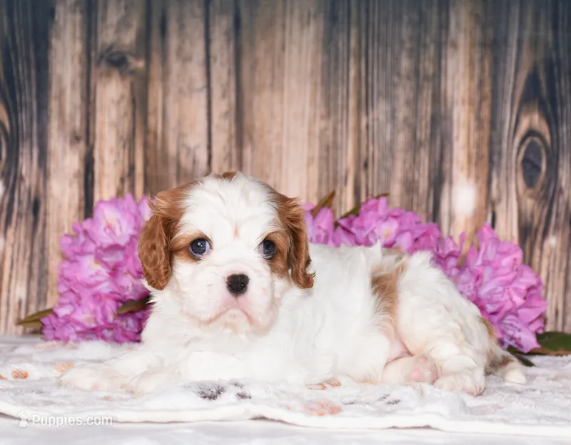 Bubbles – Cavalier King Charles Spaniel puppy for sale in Fredericksburg, OH