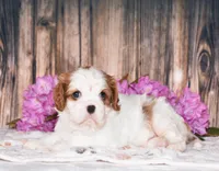 Bubbles, a female Cavalier King Charles Spaniel for sale in Fredericksburg, OH – 1 of 6
