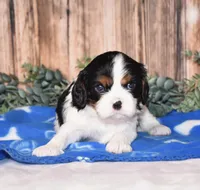 Deigo, a male Cavalier King Charles Spaniel for sale in Fredericksburg, OH – Photo 2 of 4