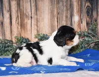 Deigo, a male Cavalier King Charles Spaniel for sale in Fredericksburg, OH – Photo 4 of 4