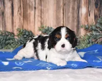 Deigo, a male Cavalier King Charles Spaniel for sale in Fredericksburg, OH – Photo 3 of 4