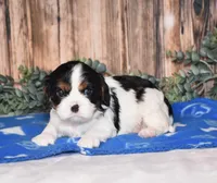 Deigo, a male Cavalier King Charles Spaniel for sale in Fredericksburg, OH – Photo 1 of 4