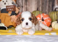 Colby, a male Cavalier King Charles Spaniel for sale in Fredericksburg, OH – 3 of 4