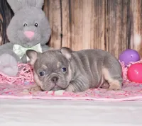 Penelope , a female French Bulldog for sale in Fredericksburg, OH – Photo 3 of 3