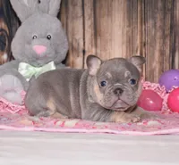Penelope , a female French Bulldog for sale in Fredericksburg, OH – Photo 2 of 3