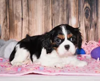 Zana, a female Cavalier King Charles Spaniel for sale in Fredericksburg, OH – Photo 1 of 4