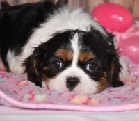 Zana, a female Cavalier King Charles Spaniel for sale in Fredericksburg, OH – Photo 3 of 4