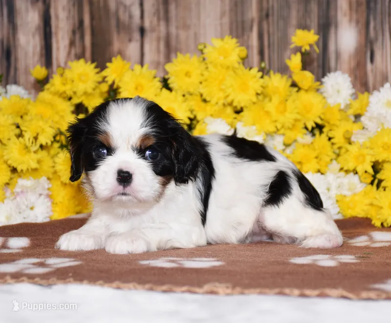 Ginger – Cavalier King Charles Spaniel puppy for sale in Fredericksburg, OH
