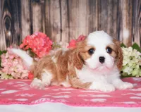 Hux, a male Cavalier King Charles Spaniel for sale in Fredericksburg, OH – 3 of 4