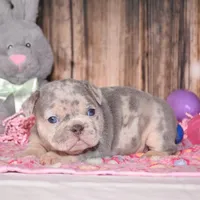 Preston, a female French Bulldog for sale in Fredericksburg, OH – Photo 2 of 3