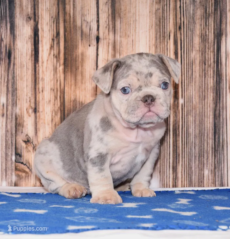 Preston – French Bulldog puppy for sale in Fredericksburg, OH