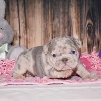 Preston, a female French Bulldog for sale in Fredericksburg, OH – Photo 3 of 3