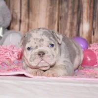 Preston, a female French Bulldog for sale in Fredericksburg, OH – Photo 1 of 3