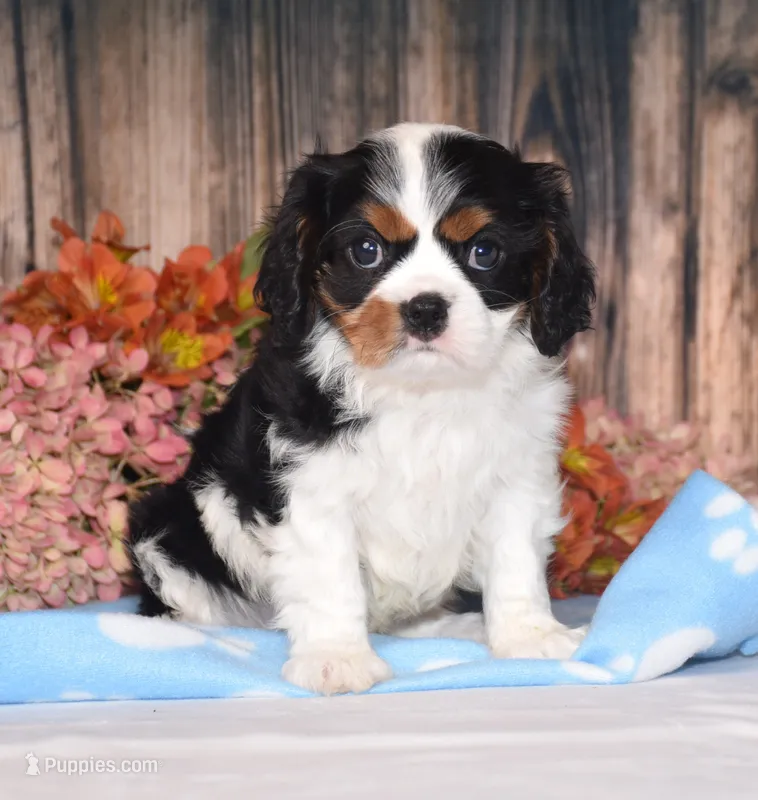 Harvey – Cavalier King Charles Spaniel puppy for sale in Fredericksburg, OH