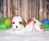 Nova, a male Cavalier King Charles Spaniel for sale in Fredericksburg, OH – Photo 2 of 3