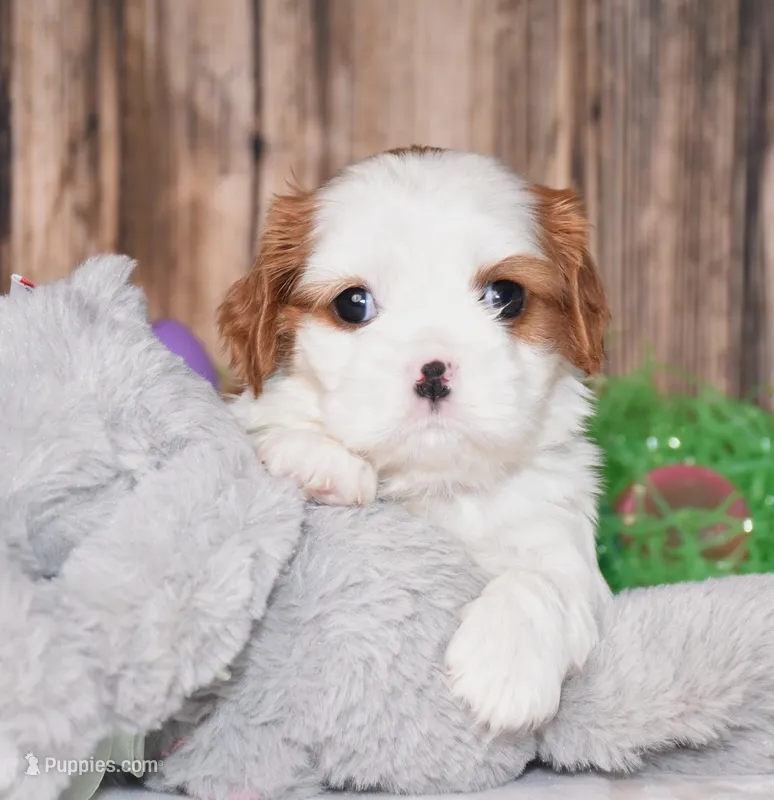 Nova, a male Cavalier King Charles Spaniel for sale in Fredericksburg, OH – Photo 1 of 3