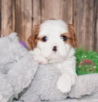 Nova, a male Cavalier King Charles Spaniel for sale in Fredericksburg, OH – Photo 1 of 3