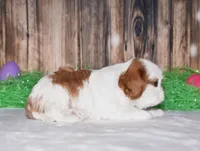 Nova, a male Cavalier King Charles Spaniel for sale in Fredericksburg, OH – Photo 3 of 3