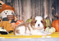 Clove, a female Cavalier King Charles Spaniel for sale in Fredericksburg, OH – 4 of 4