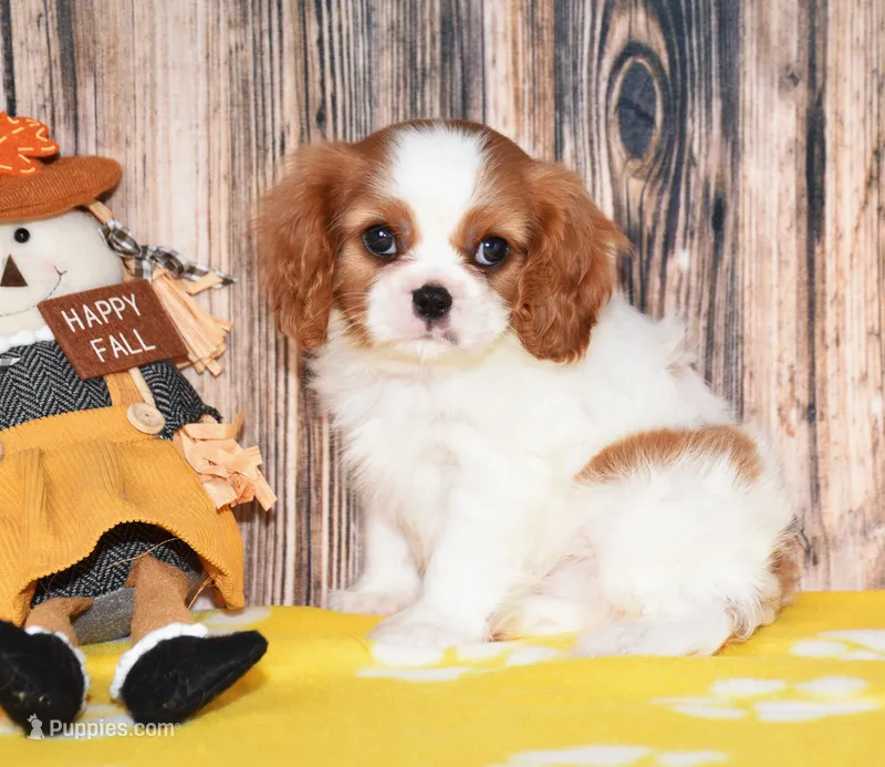 Gunner – Cavalier King Charles Spaniel puppy for sale in Fredericksburg, OH