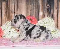 Tinsley, a female French Bulldog for sale in Fredericksburg, OH – 2 of 4