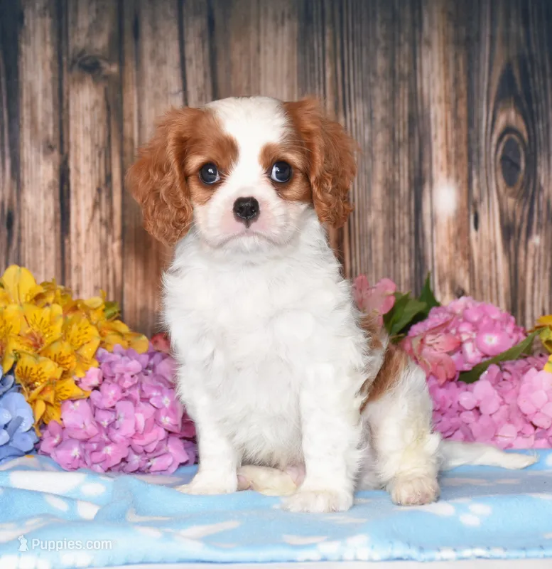 Jupiter – Cavalier King Charles Spaniel puppy for sale in Fredericksburg, OH