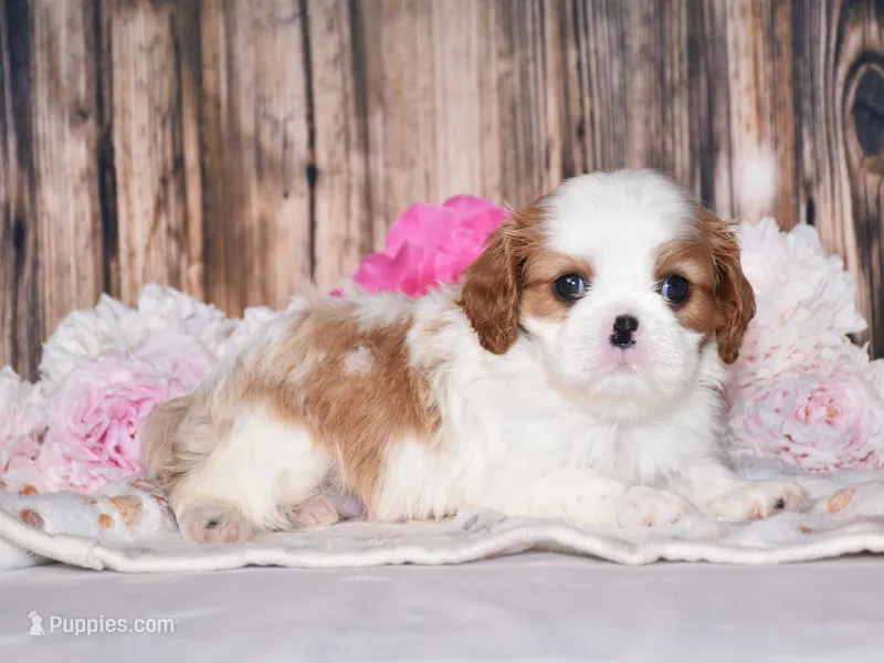 Daisy – Cavalier King Charles Spaniel puppy for sale in Fredericksburg, OH
