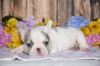 Ferris, a female French Bulldog for sale in Fredericksburg, OH – 4 of 4