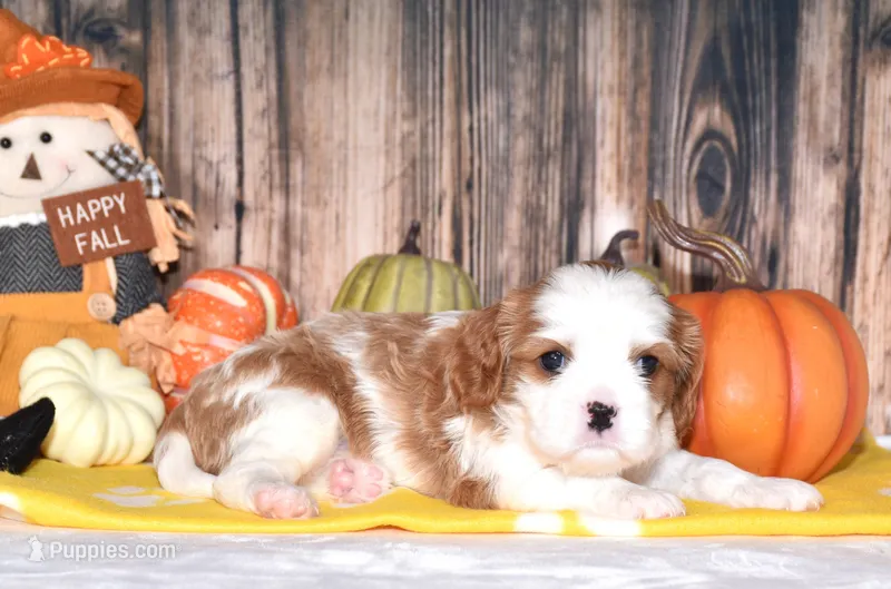 Chance – Cavalier King Charles Spaniel puppy for sale in Fredericksburg, OH